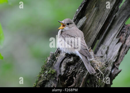 Spotted Flycatcher près du nid avec les poussins Banque D'Images