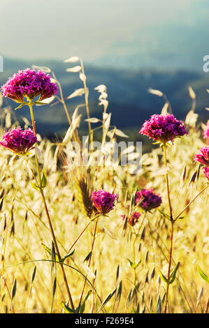 La valériane rouge (Centranthus ruber) on meadow Banque D'Images