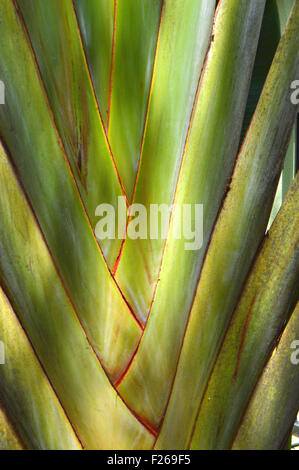 Arbre généalogique voyageurs nom Latin ravenala madagascariensis Banque D'Images