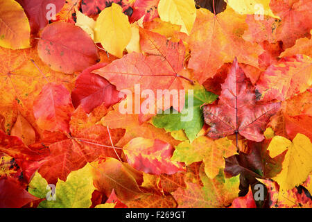 Les feuilles d'automne automne aiguisés et propres d'arrière-plan Banque D'Images