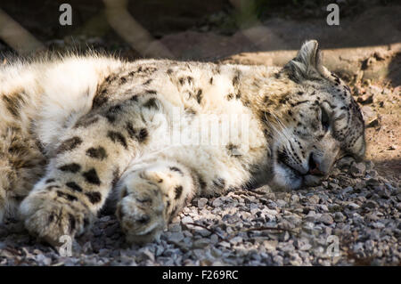 Une sieste Snow Leopard Banque D'Images