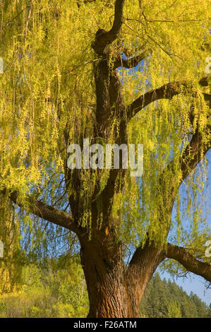 Willow, Conconully State Park, Washington Banque D'Images