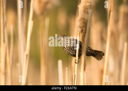 Redwing blackbird sur lac Forde les quenouilles, Sinlahekin de faune, Washington Banque D'Images