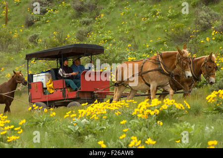 Trajet de Rendezvous wagon avec des feuilles deltoïdes (Balsamorhiza deltoidea), faune de Methow, Washington Banque D'Images