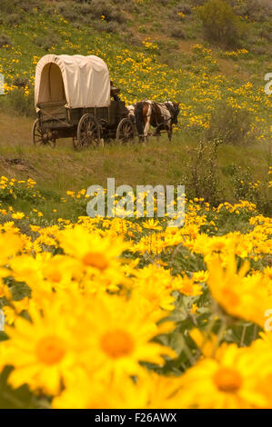 Trajet de Rendezvous wagon avec des feuilles deltoïdes (Balsamorhiza deltoidea), faune de Methow, WA Banque D'Images