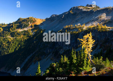 Mélèze près de Maple Pass, forêt nationale d'Okanogan, Washington Banque D'Images