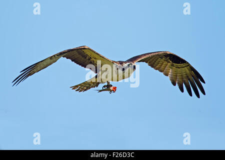 Osprey, avec le poisson sans tête Banque D'Images