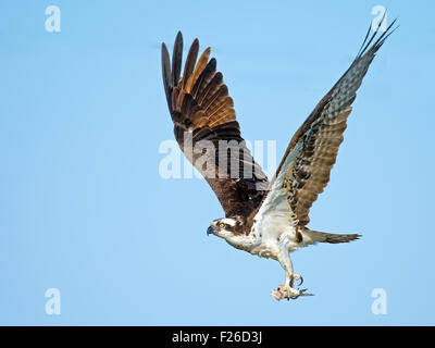 Osprey, avec le poisson sans tête Banque D'Images