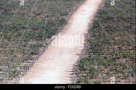 Une vue sur la Valle de Guadalupe de Mexico sur la Ruta del Vino. Banque D'Images