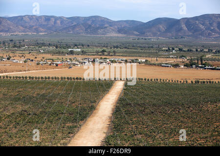 Une vue sur la Valle de Guadalupe de Mexico sur la Ruta del Vino. Banque D'Images