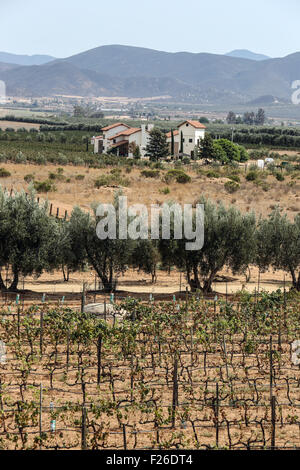 Une vue sur la Valle de Guadalupe de Mexico sur la Ruta del Vino. Banque D'Images