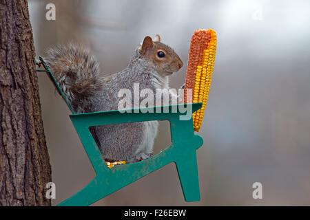 L'Écureuil gris de l'eating corn on cob Banque D'Images