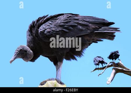Crow vautour perché contre ciel bleu avec des vautours en arrière-plan on branch Banque D'Images