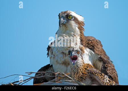 Osprey femelle et chick Banque D'Images