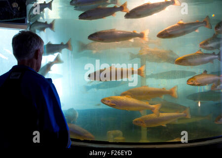 Les visiteurs à explorer les merveilles de la mer à l'Aquarium de Huntsman Marine Science Centre, un organisme sans but lucratif qui étudie la vie de la mer. Banque D'Images