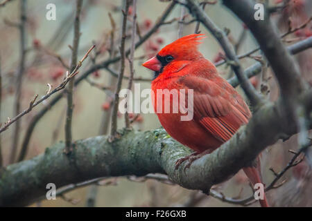 Un Cardinal rouge (Cardinalis cardinalis) mâle perches dans un pommetier. Banque D'Images