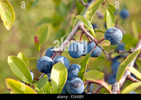 Prunellier, Prunus spinosus close up Banque D'Images