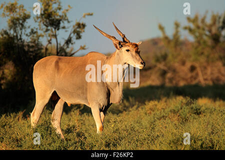 Antilope mâle éland (Tragelaphus oryx) dans l'habitat naturel, Mokala National Park, Afrique du Sud Banque D'Images