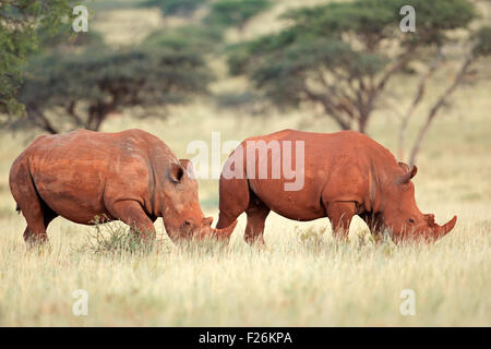 Une paire de rhinocéros blanc (Ceratotherium simum) dans l'habitat naturel, l'Afrique du Sud Banque D'Images