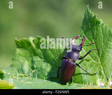 Close up of stag beetle Lucanus cervus mâle - sur les feuilles Banque D'Images