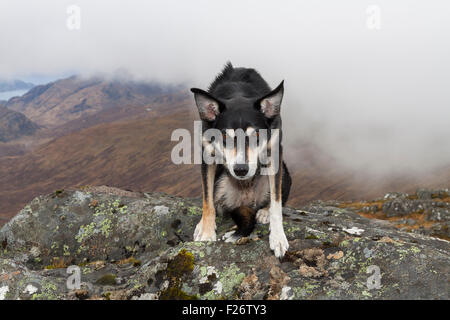 Colley chien en montagne, Kinloch Hourn, North West Highlands, Ecosse, Royaume-Uni Banque D'Images