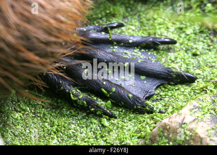 Gros plan des pieds palmés d'Amérique du Sud d'une rivière ou Ragondin (Myocastor coypus) rat Banque D'Images