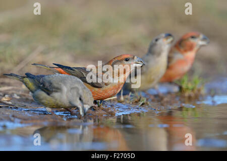 Troupeau de griffes de perroquet ( Loxia pytyopsittacus ) buvant dans une flaque naturelle, point de vue bas, situation rare, faune, Europe. Banque D'Images