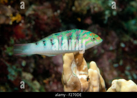 Sixbar Napoléon (Thalassoma hardwicke) Banque D'Images