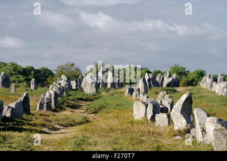 Carnac, Bretagne, France. Le groupe de Kermario alignements rangée de pierre préhistoriques à sud-ouest vers le plus haut Banque D'Images