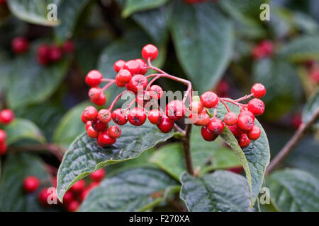 Cotoneaster bullatus des baies en automne. Banque D'Images