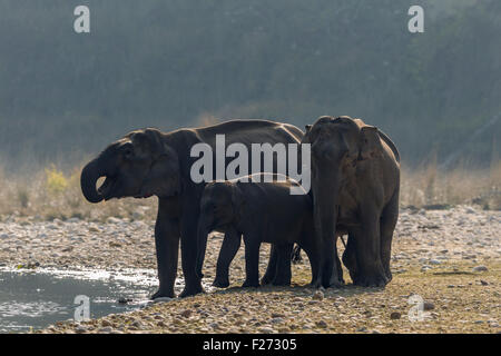 Les éléphants sauvages d'Asie de l'alcool au niveau d'eau dans Parc national de Corbett, Inde. Banque D'Images