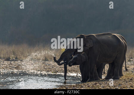 Les éléphants sauvages d'Asie à la masse d'eau dans Parc national de Corbett, Inde. Banque D'Images