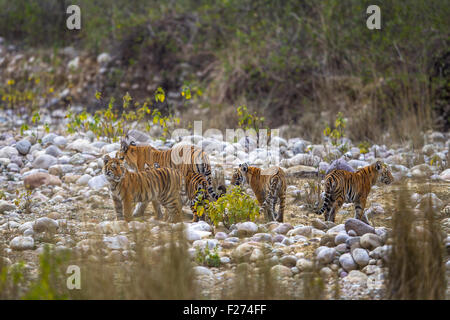 Tigresse du Bengale famille avec ses quatre cub sur le lit du fleuve à Jim Corbett National Park, Inde [in] Banque D'Images