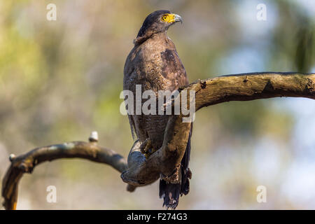 Serpent Crested Eagle à Jim Corbet, Parc National de l'Inde. Banque D'Images