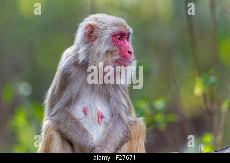 Macaque Rhésus (Macaca mulatta) à Jim Corbett, forêts de l'Inde. Banque D'Images