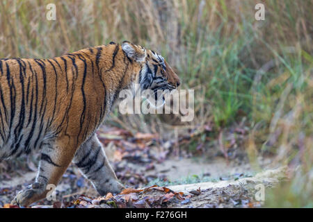 Sous des profils tigre du Bengale rôdant à Jim Corbett National Park, Inde. ( Panthera tigris ) Banque D'Images