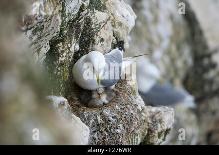 Une Mouette tridactyle adultes sur son nid avec une falaise très récemment éclos poussin, falaises de Bempton RSPB, East Yorkshire, UK Banque D'Images