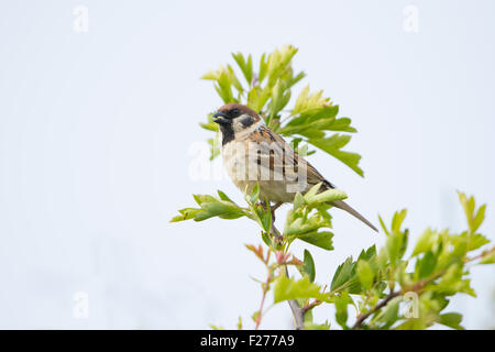 Un arbre perché dans Sparrow, l'aubépine. Falaises de Bempton RSPB, Yorkshire, UK Banque D'Images