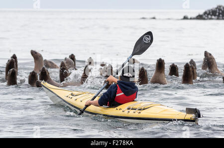 Boy kayak avec grand groupe de lions de mer de Steller, Frederick, en Alaska. Banque D'Images