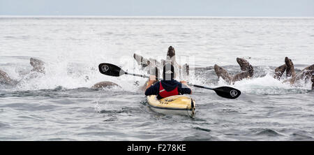 Boy kayak avec grand groupe de lions de mer de Steller, Frederick, en Alaska. Banque D'Images