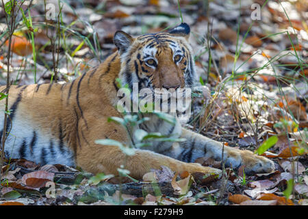 Tigre du Bengale en plus d'adultes sous les arbres à Jim Corbett National Park, Inde. ( Panthera tigris ) Banque D'Images