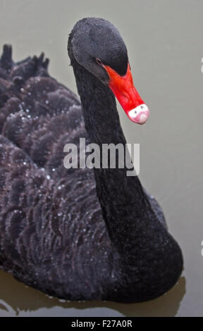 Australian Black Swan (Cygnus atratus) Banque D'Images