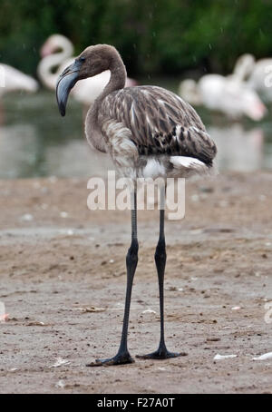 Flamant rose juvénile (phoenicopterus roseus) Banque D'Images