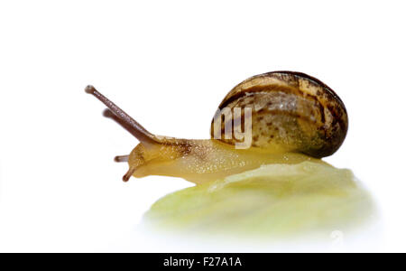 Escargot bébé (Helix aspersa/Cornu aspersum), environ 3 semaines Banque D'Images