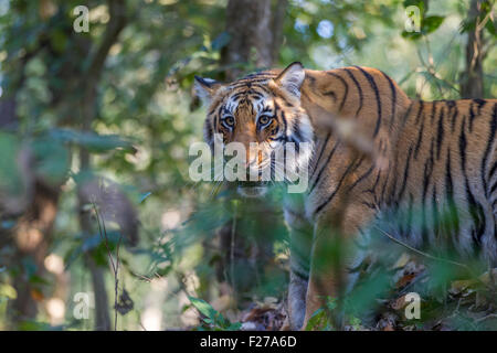 Tigre du Bengale en plus d'adultes sous les arbres à Jim Corbett National Park, Inde. ( Panthera tigris ) Banque D'Images