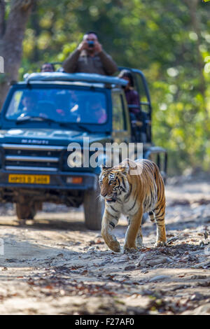 La suite de l'Tigresse du Bengale sauvages à Jim Corbett National Park, Inde. ( Panthera tigris ) Banque D'Images