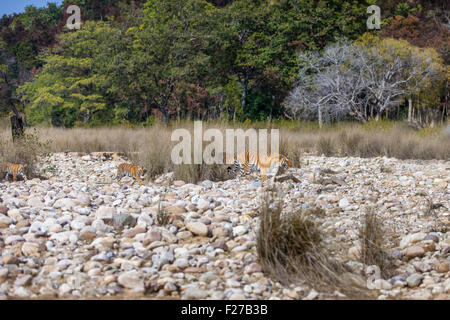 Tigresse du Bengale famille avec ses petits sur un lit de rivière à Jim Corbett National Park, Inde [in] Banque D'Images