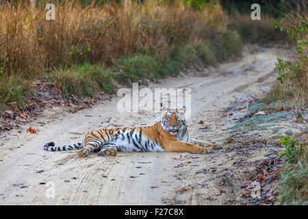 Bijrani Tigresse sur la voie de la jungle à Jim Corbett National Park, Inde. ( Panthera tigris ) Banque D'Images