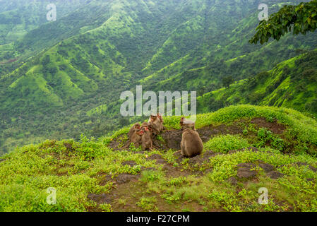 Macaque rhésus de groupe (Macaca mulatta) à Western Ghats, India. Banque D'Images