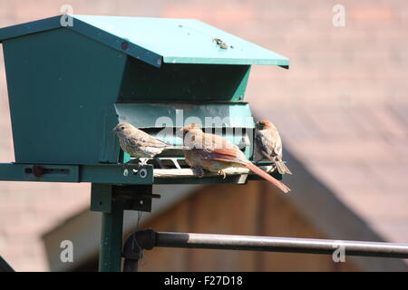 Cardinal rouge (Cardinalis cardinalis) femelle et une paire ofHouse Roselin pourpré (Carpodacus mexicanus) sur un backyard bird-chargeur. Banque D'Images